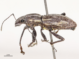  ( - CBG-B21728-C09)  @11 [ ] CreativeCommons - Attribution Share - Alike (2025) CBG Photography Group Centre for Biodiversity Genomics