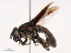  ( - CBG-B21797-H01)  @11 [ ] CreativeCommons - Attribution Share - Alike (2025) CBG Photography Group Centre for Biodiversity Genomics