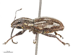  (Naupactus xanthographus - CBG-B21800-G11)  @11 [ ] CreativeCommons - Attribution Share - Alike (2025) CBG Photography Group Centre for Biodiversity Genomics