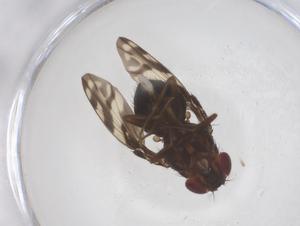  ( - CBG-B22775-D05)  @11 [ ] CreativeCommons - Attribution Share - Alike (2025) Centre for Biodiversity Genomics Centre for Biodiversity Genomics