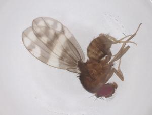  ( - CBG-B22842-A04)  @11 [ ] CreativeCommons - Attribution Share - Alike (2025) Centre for Biodiversity Genomics Centre for Biodiversity Genomics