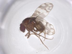  ( - CBG-B22842-H09)  @11 [ ] CreativeCommons - Attribution Share - Alike (2025) Centre for Biodiversity Genomics Centre for Biodiversity Genomics