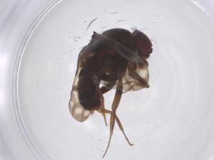  ( - CBG-B22897-H10)  @11 [ ] CreativeCommons - Attribution Share - Alike (2025) Centre for Biodiversity Genomics Centre for Biodiversity Genomics