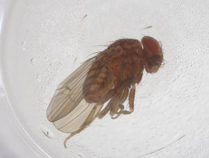 ( - CBG-B22898-B12)  @11 [ ] CreativeCommons - Attribution Share - Alike (2025) Centre for Biodiversity Genomics Centre for Biodiversity Genomics