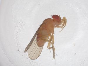  ( - CBG-B22898-D12)  @11 [ ] CreativeCommons - Attribution Share - Alike (2025) Centre for Biodiversity Genomics Centre for Biodiversity Genomics