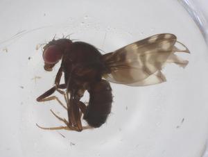  ( - CBG-B22898-E05)  @11 [ ] CreativeCommons - Attribution Share - Alike (2025) Centre for Biodiversity Genomics Centre for Biodiversity Genomics