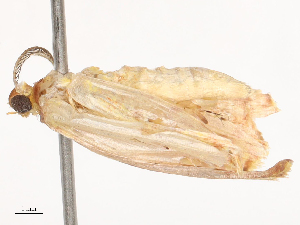  ( - CBG-B22926-B04)  @11 [ ] CreativeCommons - Attribution Share - Alike (2025) CBG Photography Group Centre for Biodiversity Genomics