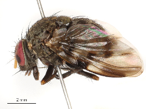  ( - CBG-B22926-F07)  @11 [ ] CreativeCommons - Attribution Share - Alike (2025) CBG Photography Group Centre for Biodiversity Genomics