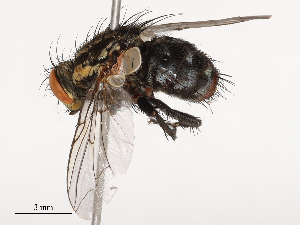  ( - CBG-B22930-A04)  @11 [ ] CreativeCommons - Attribution Share - Alike (2025) CBG Photography Group Centre for Biodiversity Genomics