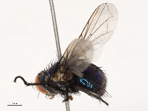  ( - CBG-B22937-D10)  @11 [ ] CreativeCommons - Attribution Share - Alike (2025) CBG Photography Group Centre for Biodiversity Genomics