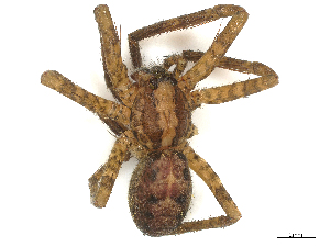  ( - CBG-B22939-H10)  @11 [ ] CreativeCommons - Attribution Share - Alike (2025) CBG Photography Group Centre for Biodiversity Genomics