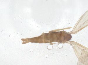  (Pintomyia monticola - CBG-B23027-D12)  @11 [ ] CreativeCommons - Attribution Share - Alike (2025) Centre for Biodiversity Genomics Centre for Biodiversity Genomics
