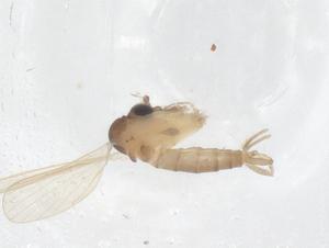  (Nyssomyia whitmani - CBG-B23110-G08)  @11 [ ] CreativeCommons - Attribution Share - Alike (2025) Centre for Biodiversity Genomics Centre for Biodiversity Genomics