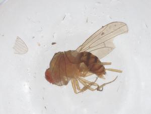  ( - CBG-B23191-D04)  @11 [ ] CreativeCommons - Attribution Share - Alike (2025) Centre for Biodiversity Genomics Centre for Biodiversity Genomics