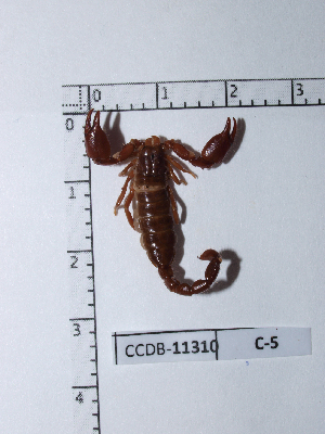  ( - CCDB-11310 C05)  @11 [ ] Copyright (2012) C. Viquez Instituto Nacional de Biodiversidad