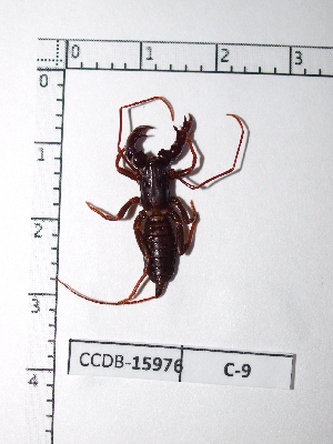  (Mastigoproctus lacandonensis - CCDB-15976 C09)  @13 [ ] Copyright (2012) C. Viquez Instituto Nacional de Biodiversidad