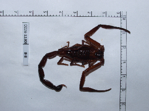  ( - INB0003535036)  @11 [ ] Copyright (2012) C. Viquez Instituto Nacional de Biodiversidad