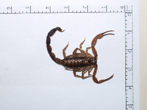  ( - INB0003798106)  @11 [ ] Copyright (2012) C. Viquez Instituto Nacional de Biodiversidad