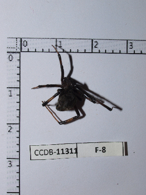  ( - INB0004328405)  @12 [ ] Copyright (2012) C. Viquez Instituto Nacional de Biodiversidad