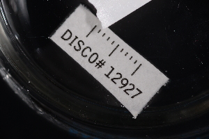  ( - LACM:DISCO:12927)  @11 [ ] CreativeCommons - Attribution (2019) Natural History Museum of Los Angeles County Natural History Museum of Los Angeles County