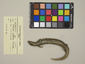  (Chalcides ocellatus - MCCI-R-1296)  @11 [ ] by-nc-sa (2025) Irene Pellegrino Università degli Studi del Piemonte Orientale