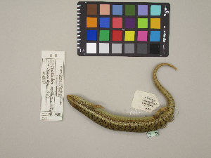  (Chalcides ocellatus tiligugu - MCCI-R-138)  @11 [ ] by-nc-sa (2025) Irene Pellegrino Università degli Studi del Piemonte Orientale