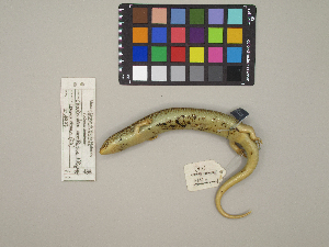  (Chalcides ocellatus zavattarii - MCCI-R-143)  @11 [ ] by-nc-sa (2025) Irene Pellegrino Università degli Studi del Piemonte Orientale