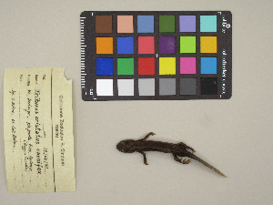  (Triturus carnifex - MCCI-A-410)  @11 [ ] by-nc-sa (2025) Irene Pellegrino Universit&agrave; degli Studi del Piemonte Orientale