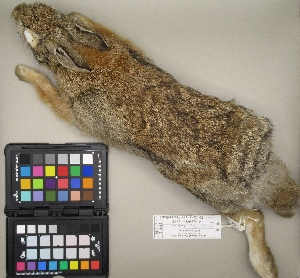  ( - MCCI-M-1071)  @11 [ ] by-nc-sa (2025) Irene Pellegrino Università degli Studi del Piemonte Orientale