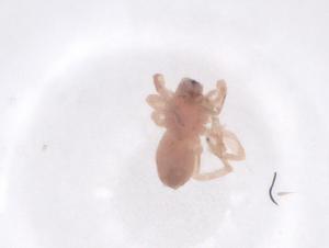  ( - CBG-A52249-B03)  @11 [ ] CreativeCommons - Attribution Share - Alike (2024) Centre for Biodiversity Genomics Centre for Biodiversity Genomics