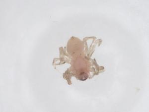  ( - CBG-A53173-C09)  @11 [ ] CreativeCommons - Attribution Share - Alike (2024) Centre for Biodiversity Genomics Centre for Biodiversity Genomics