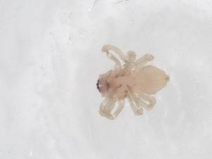  ( - CBG-A53175-B03)  @11 [ ] CreativeCommons - Attribution Share - Alike (2024) Centre for Biodiversity Genomics Centre for Biodiversity Genomics