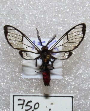  (Argyroeides sanguinea - MACN-Bar-Lep-ct 00750)  @14 [ ] Copyright (2013) MACN Museo Argentino de Ciencias Naturales "Bernardino Rivadavia"