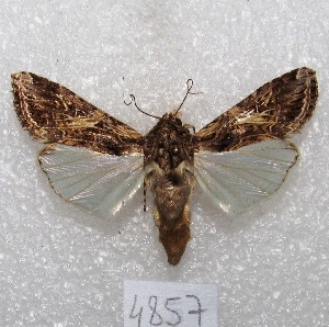  ( - MACN-Bar-Lep-ct 04857)  @14 [ ] Copyright (2013) MACN Museo Argentino de Ciencias Naturales "Bernardino Rivadavia"