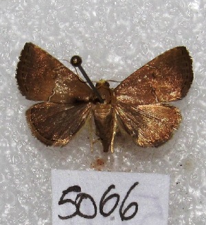  (Thioptera sp. PL1 - MACN-Bar-Lep-ct 05066)  @14 [ ] Copyright (2013) MACN Museo Argentino de Ciencias Naturales "Bernardino Rivadavia"