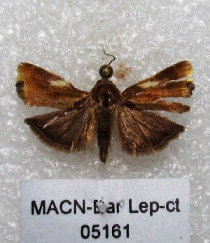  (Spragueia sp. PL1 - MACN-Bar-Lep-ct 05161)  @13 [ ] Copyright (2013) MACN Museo Argentino de Ciencias Naturales "Bernardino Rivadavia"