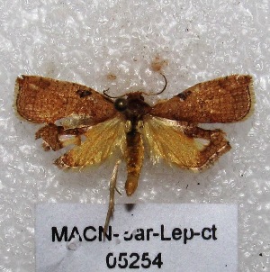 ( - MACN-Bar-Lep-ct 05254)  @12 [ ] Copyright (2013) MACN Museo Argentino de Ciencias Naturales "Bernardino Rivadavia"