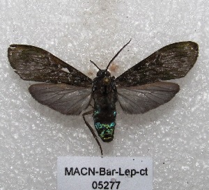  (Eucereon obscurum - MACN-Bar-Lep-ct 05277)  @14 [ ] Copyright (2013) MACN Museo Argentino de Ciencias Naturales "Bernardino Rivadavia"