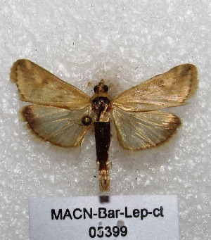  (Hyalorista exuvialis - MACN-Bar-Lep-ct 05399)  @13 [ ] Copyright (2013) MACN Museo Argentino de Ciencias Naturales "Bernardino Rivadavia"