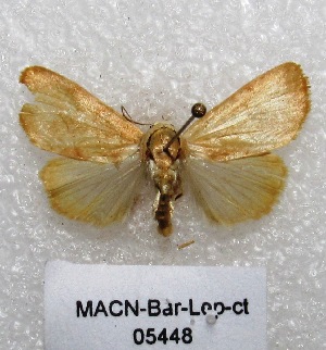  (Bagisara sp. PL1 - MACN-Bar-Lep-ct 05448)  @14 [ ] Copyright (2013) MACN Museo Argentino de Ciencias Naturales "Bernardino Rivadavia"
