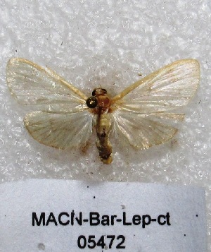  (Salbia sp. PL1 - MACN-Bar-Lep-ct 05472)  @13 [ ] Copyright (2013) MACN Museo Argentino de Ciencias Naturales "Bernardino Rivadavia"