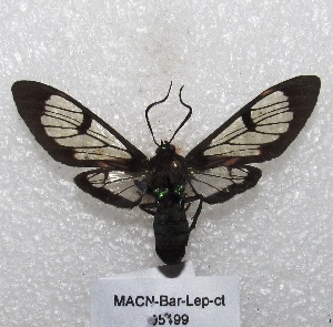 (Neotrichura - MACN-Bar-Lep-ct 05499)  @14 [ ] Copyright (2013) MACN Museo Argentino de Ciencias Naturales "Bernardino Rivadavia"