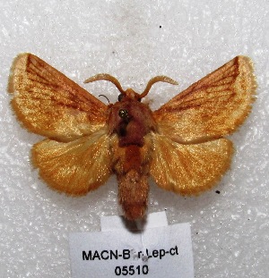  (Perola affinis - MACN-Bar-Lep-ct 05510)  @15 [ ] Copyright (2013) MACN Museo Argentino de Ciencias Naturales "Bernardino Rivadavia"
