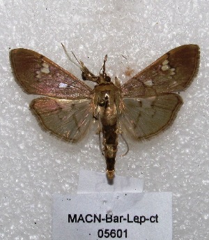 (Microthyris sp - MACN-Bar-Lep-ct 05601)  @14 [ ] Copyright (2013) MACN Museo Argentino de Ciencias Naturales "Bernardino Rivadavia"