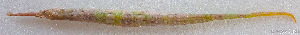  ( - 1276_030)  @11 [ ] CreativeCommons Attribution ShareAlike (2021) Institut Halieutique et des Sciences Marines Institut Halieutique et des Sciences Marines