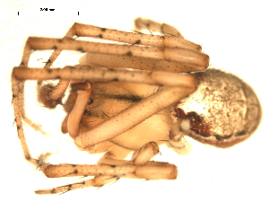  ( - CCDB-04287-A02)  @12 [ ] CreativeCommons - Attribution (2009) Gergin Blagoev Centre for Biodiversity Genomics
