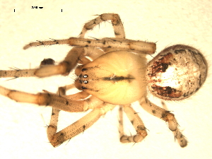  ( - CCDB-04287-A03)  @12 [ ] CreativeCommons - Attribution (2009) Gergin Blagoev Centre for Biodiversity Genomics