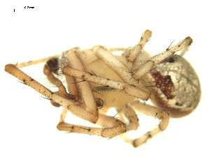  ( - CCDB-04287-A04)  @12 [ ] CreativeCommons - Attribution (2009) Gergin Blagoev Centre for Biodiversity Genomics