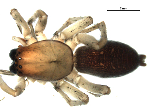  ( - CCDB-05259-B09)  @12 [ ] CreativeCommons - Attribution (2009) CBG Photography Group Centre for Biodiversity Genomics