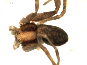  ( - CCDB-05259-D11)  @13 [ ] CreativeCommons - Attribution (2009) CBG Photography Group Centre for Biodiversity Genomics